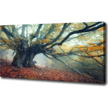 Obraz Foto obraz na plátně Starý strom