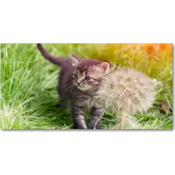 Obraz Foto obraz skleněný horizontální Kočka pampeliška