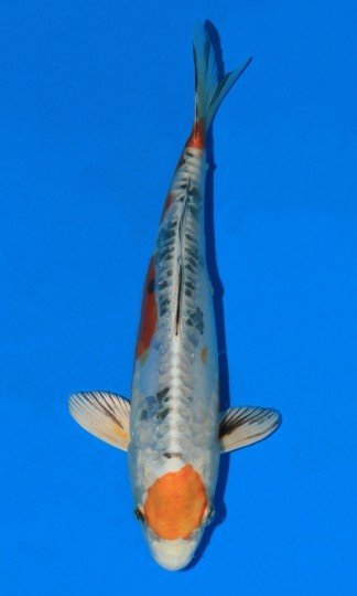 Koi kapr doitsu yamatonishiki dvouletý japonský kapr KOI, prodej KOI, prodej okrasných ryb