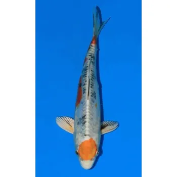 Krmivo pro rybičky Kase Koi kapr doitsu yamatonishiki dvouletý japonský kapr KOI, prodej KOI, prodej okrasných ryb