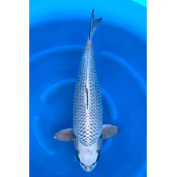 Krmivo pro rybičky VHQ Silver Kabuto ... AKC JK 2023001