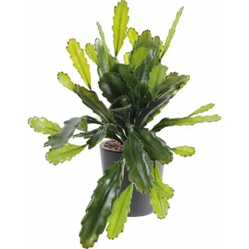 umělá květina Luxusní umělý kaktus EPIPYLLUM VELKÝ UV, 50cm