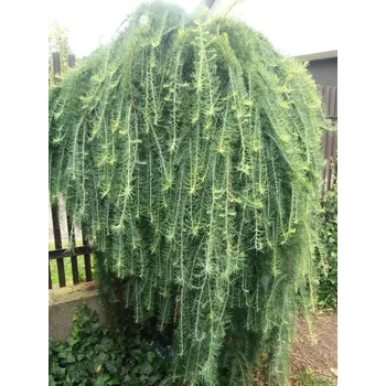 Larix kaempferi Stiff Weeper 180KM C15, OK 6–8
