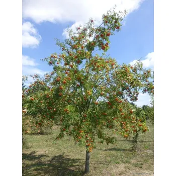 Sazenice Sorbus aucuparia 'Edulis' 200-250 CM