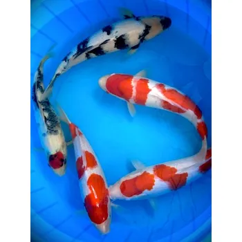 Krmivo pro rybičky HQ Kohaku ... JK 23GNO204