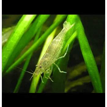 Chovatelství Kreveta Amano S - Caridina Japonica