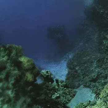 Zahraniční hudba CD Tiny Fingers: The Fall 2016