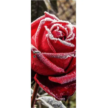 Fototapeta LuxusniObrazy.cz Fototapeta na dveře - Zmrzlá červená růže