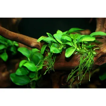 Akvaristika Anubias nana (Na kořenu)
