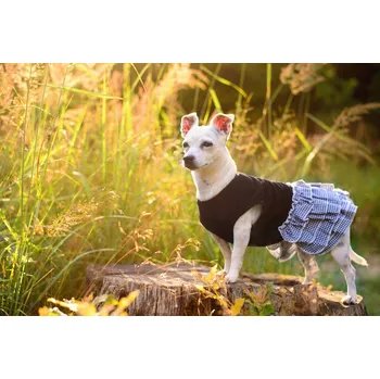 Obleček pro psa Vsepropejska Justina kárované šaty pro psa Barva: Černá, Délka zad (cm): 34, Obvod hrudníku: 44 - 48 cm
