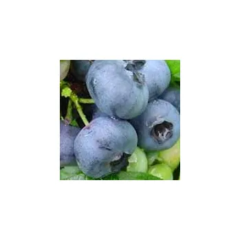 Sazenice Kanadská borůvka STŘEDNĚ POZDNÍ´ ´Goldtraube´ (Vaccinium corymbosum ´Goldtraube´)