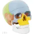 anatomický model Physa PHY-SK-3 model lebky člověka