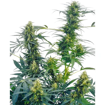 Semeno Sensi Seeds Guerrilla's Gusto regular 10ks