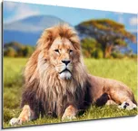 Weblux 1D obraz 100 x 70 cm Big Lion…