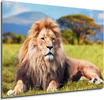 Obraz Weblux 1D obraz 100 x 70 cm Big Lion Lying on Savannah Grass