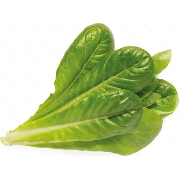 Semeno Click and Grow římský salát, kapsle se semínky a substrátem 3ks