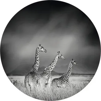 Fototapeta Fototapeta vliesová Žirafy čb 142,5 cm