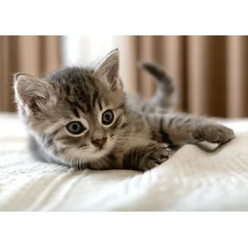 Dětská deka Deka mikrofleece Mourovaté koťátko, 100*140 cm (deka s kočkou, deka kočka)