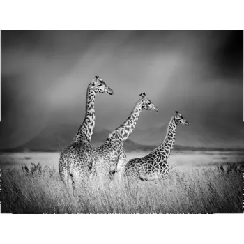 Fototapeta Fototapeta vliesová Žirafy čb 340x254 cm
