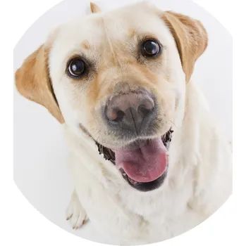 Jedlá dekorace na dort Caketools Jedlý papír "Psi 7" Labrador - A4