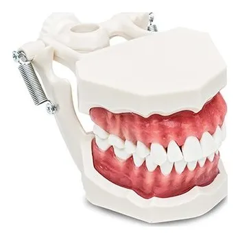 anatomický model Model čelisti na okludoru, vyjímatelné zuby
