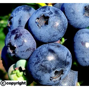 Sazenice Kanadská borůvka BALKONOVÁ STÁLEPLODÍCÍ ´Hortblue Petite´ (Vaccinium ´Hortblue Petite´)
