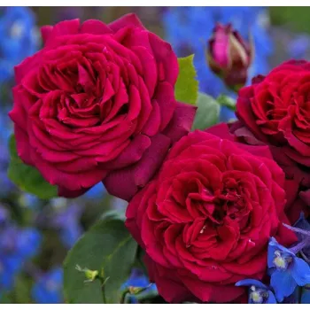 Sazenice Kordes Roses Parfuma Gräfin Diana růže