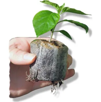 Herbicid Engo Rašelinové tablety jiffy 38 mm - 30 ks, Herbicidy