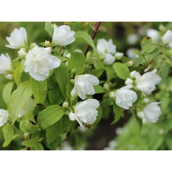 Sazenice Philadelphus 'Manteau d'Hermine', 20–30 cm