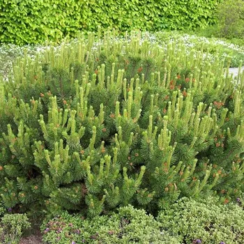 Sazenice Pinus mugo 'mughus' 30–40 cm K7,5l