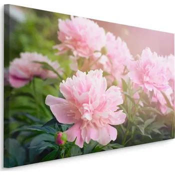 Plátno Pivoňka Na Slunci Varianta: 40x30