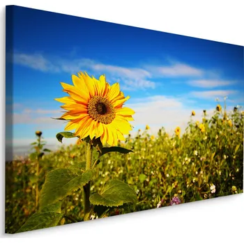 Plátno Slunečnice Proti Modré Obloze Varianta: 40x30