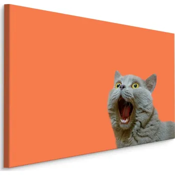 MyBestHome BOX Plátno Britská Kočka Na Oranžovém Pozadí Varianta: 40x30