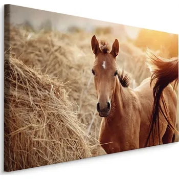 Obraz MyBestHome BOX Plátno Hříbě Varianta: 30x20