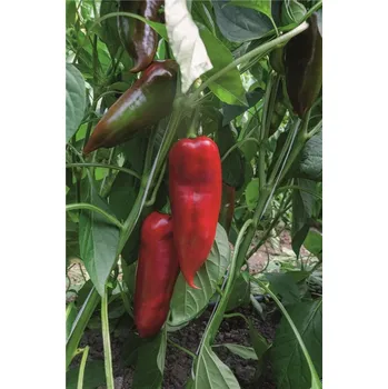Semeno Paprika zeleninová Khan F1 (sladká, kapie, zelená-tmavěčervená)