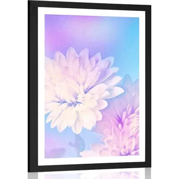 Plakát Dovido Plakát s paspartou květ chryzantémy