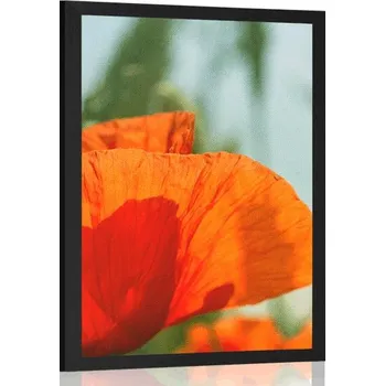 Plakát Dovido Plakát červený mák