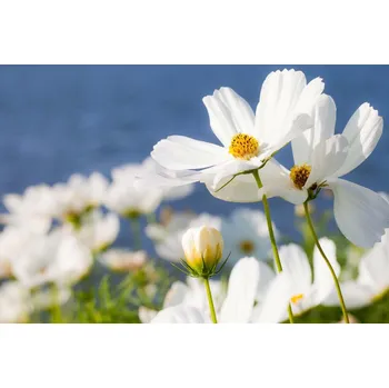 Fototapeta DIMEX | Vliesová fototapeta Letní zahrada MS-5-1373 | 375 x 250 cm| zelená, modrá, bílá, žlutá + Vliesová fototapeta na stěnu DIMEX Letní zahrada MS51373 v rozměru 375 x 250 cm + lepidlo zdarma