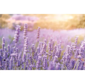 Fototapeta DIMEX | Vliesová fototapeta Horská levandule MS-5-1389 | 375 x 250 cm| fialová, hnědá + Vliesová fototapeta na stěnu DIMEX Horská levandule MS51389 v rozměru 375 x 250 cm + lepidlo zdarma