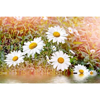 Fototapeta DIMEX | Vliesová fototapeta Heřmánek MS-5-1353 | 375 x 250 cm| zelená, bílá, žlutá + Vliesová fototapeta na stěnu DIMEX Heřmánek MS51353 v rozměru 375 x 250 cm + lepidlo zdarma