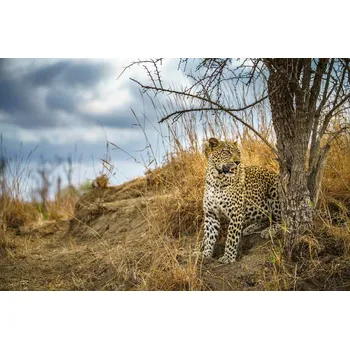 Fototapeta DIMEX | Vliesová fototapeta Divoký leopard MS-5-0566 | 375 x 250 cm| modrá, béžová, hnědá + Vliesová fototapeta na stěnu DIMEX Divoký leopard MS50566 v rozměru 375 x 250 cm + lepidlo zdarma