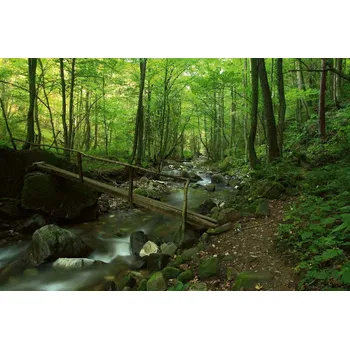 Fototapeta DIMEX | Vliesová fototapeta Lesní potok MS-5-3098 | 375 x 250 cm | zelená, hnědá + Vliesová fototapeta na stěnu DIMEX Lesní potok MS53098 v rozměru 375 x 250 cm + lepidlo zdarma