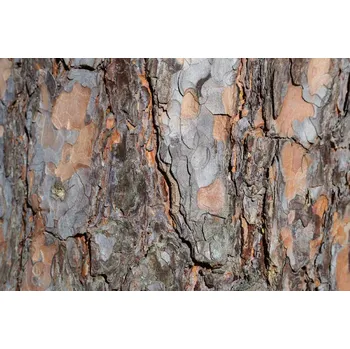 Fototapeta DIMEX | Vliesová fototapeta Textura kůry borovice MS-5-2342 | 375 x 250 cm| hnědá, šedá + Vliesová fototapeta na stěnu DIMEX Textura kůry borovice MS52342 v rozměru 375 x 250 cm + lepidlo zdarma