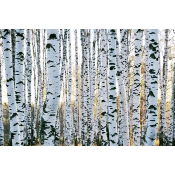 Fototapeta DIMEX | Vliesová fototapeta Kmeny břízy MS-5-1873 | 375 x 250 cm| zelená, bílá, černá + Vliesová fototapeta na stěnu DIMEX Kmeny břízy MS51873 v rozměru 375 x 250 cm + lepidlo zdarma