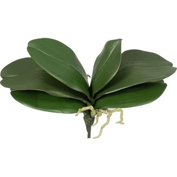 umělá květina umělé listy, Listy orchideje s kořeny (x6) zelený v25 cm (FB109611800)