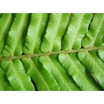 Plakát Plakát, Obraz - Green blechnum fern leaf, Supersmario