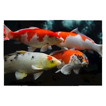 Zahradní jezírko Koi kapr, 11-14cm