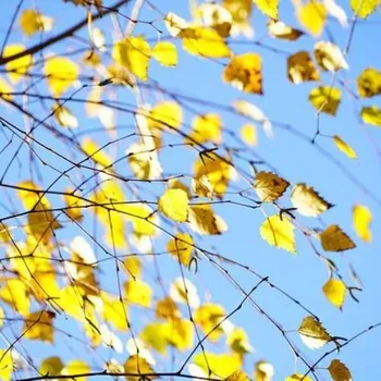 Naturální voda Bříza Bílá Betula alba 25 l