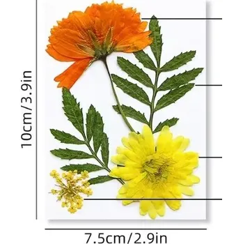 PourArt Sušené květiny SADA HAR-378 arch 100x75mm