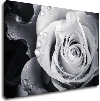 Obraz Impresi Obraz Černobílá růže s kapkami vody - 60 x 40 cm